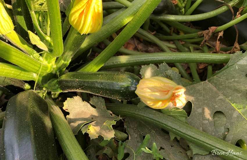 Tips on How to Grow Summer Squash