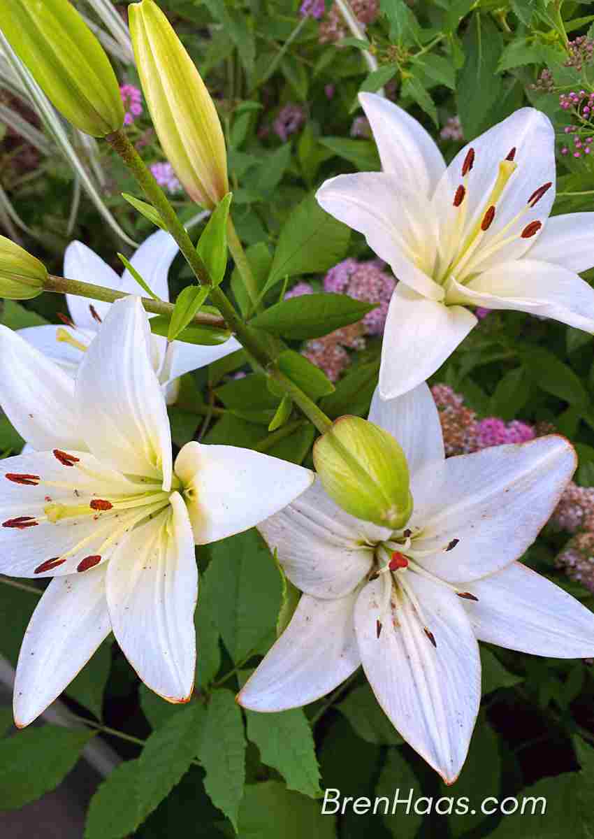 Casa Blanca Oriental Lily 