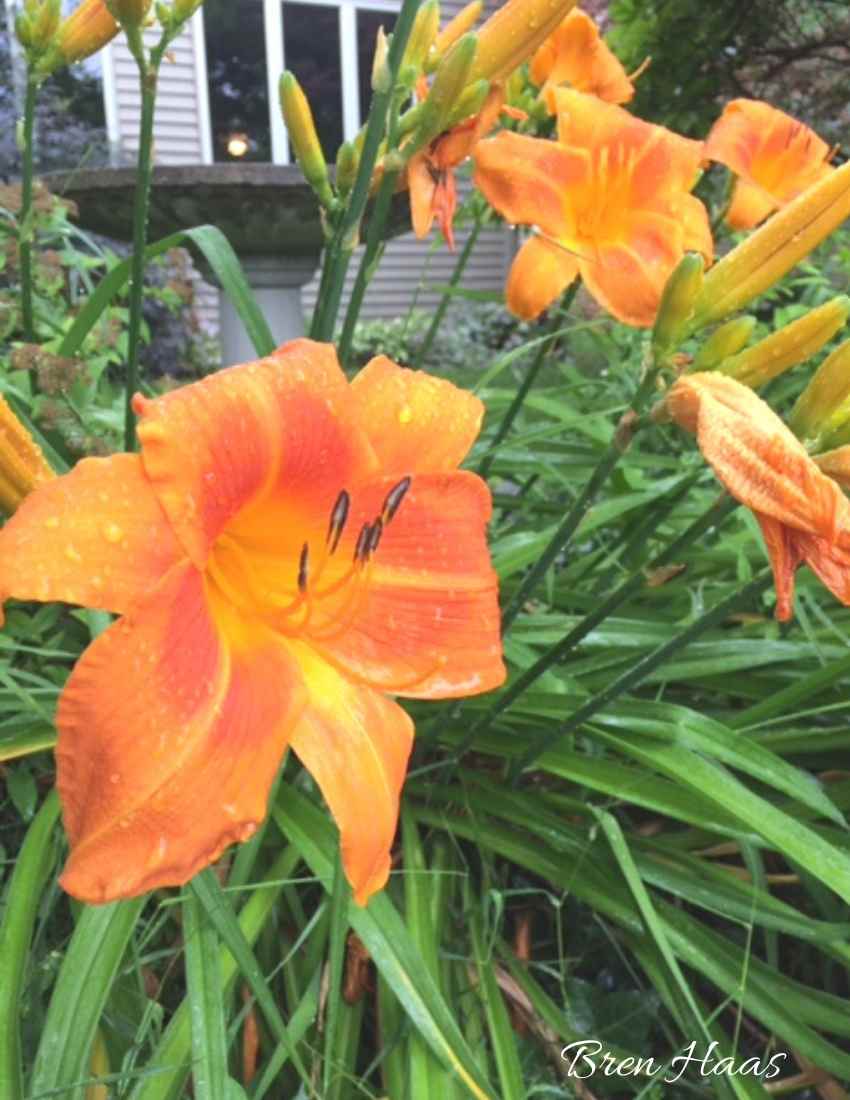 orange daylily in front garden