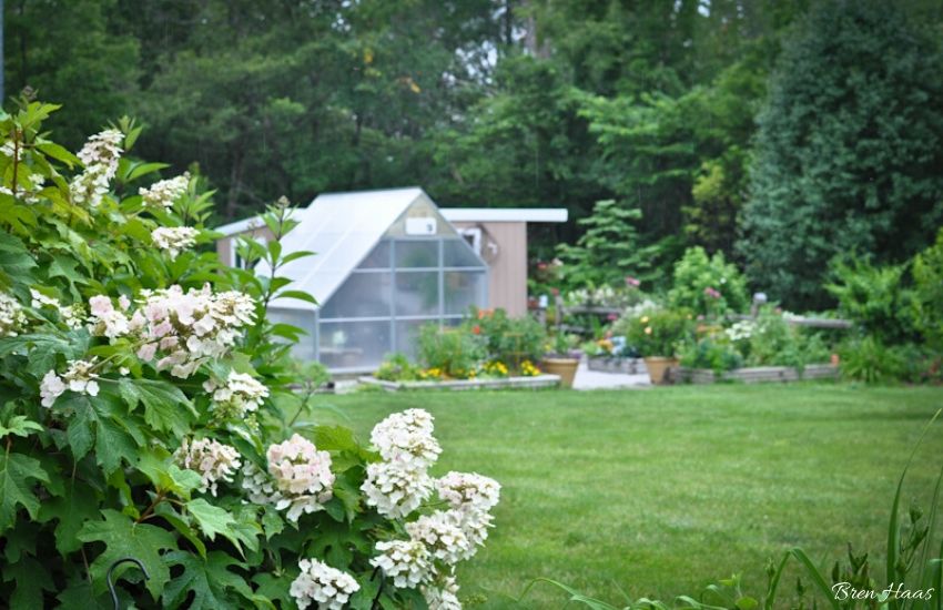 Greenhouse in backyard