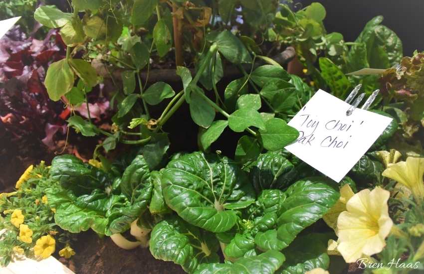 Leafy Greens at the Cultivate Show 2015