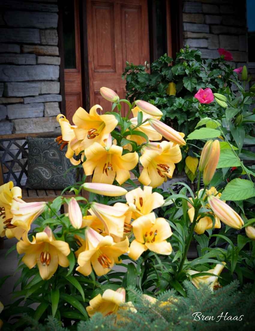 image of the lily in full sun summer porch