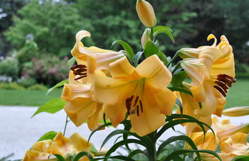 Large 36" tall hybrid Lily