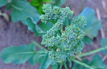 Broccoli in late summer
