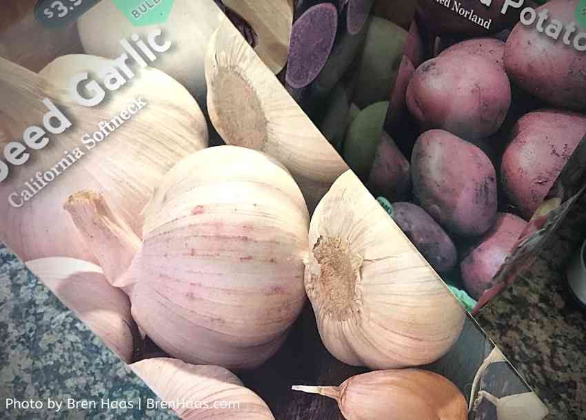 garlic and potato seeds