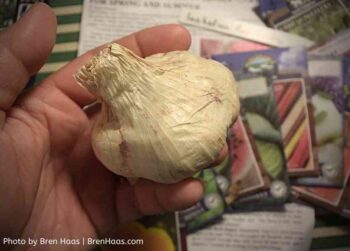 garlic from sustainable seeds