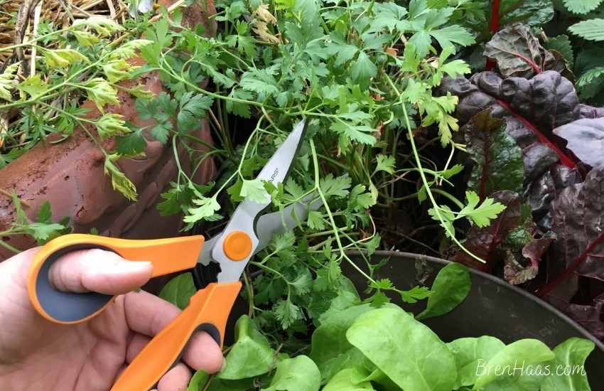harvesting parsley grown indoors