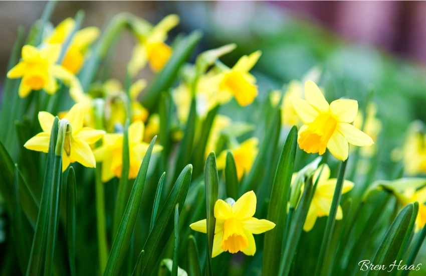 All About Planting Daffodil Bulbs in Autumn Garden