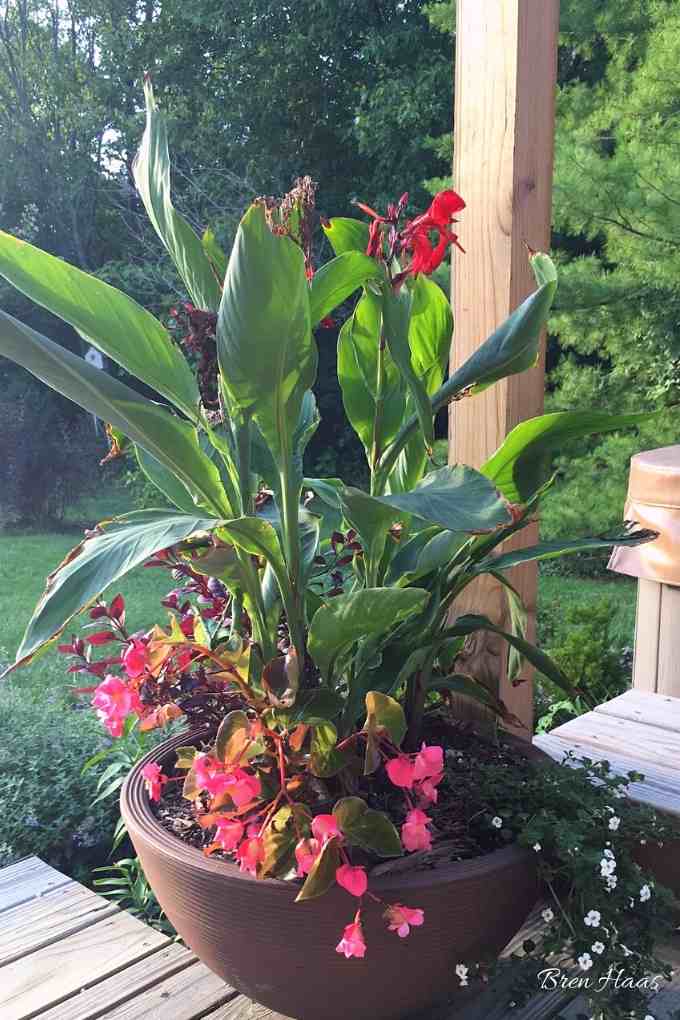 canna and begonia in container on deck