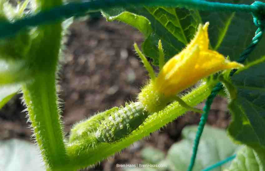 Cucumber growing in Sarahs Garden
