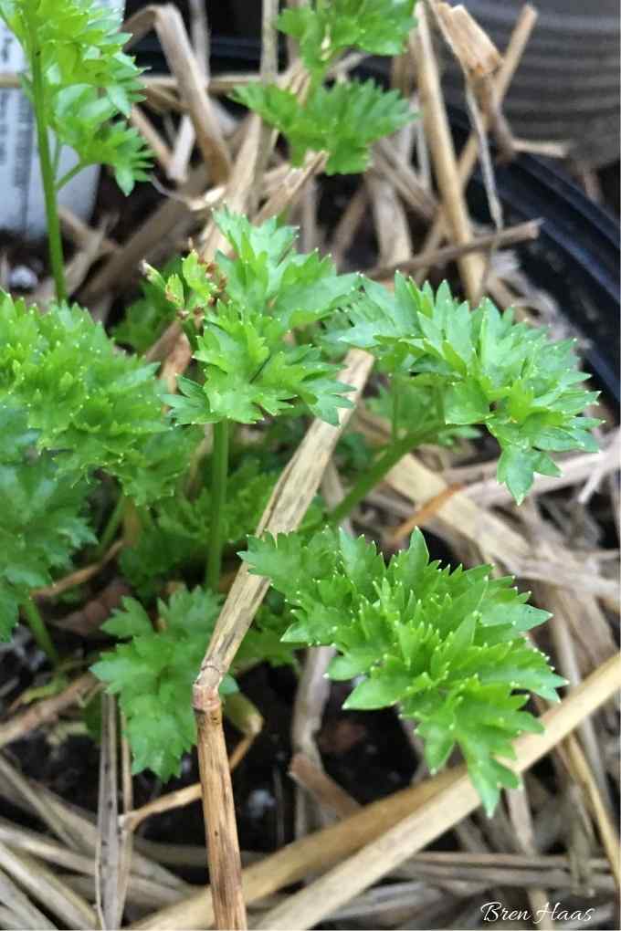 parsley starters coming up in winter garden