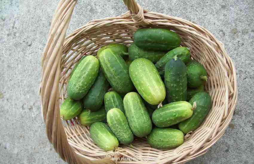 Gherkins From Sarah Gardener