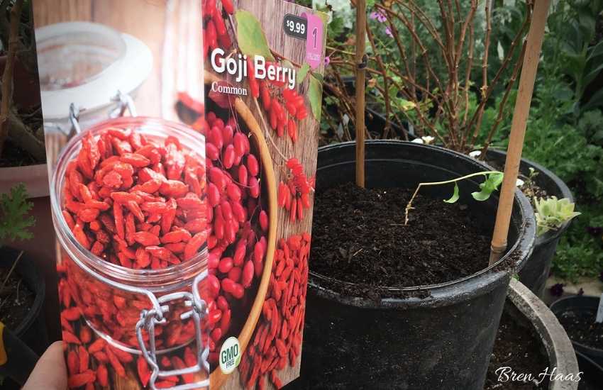 Growing Your Own Super Food Goji Berry