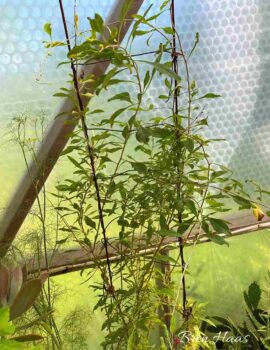 June Goji Berry Vine on New Trellis