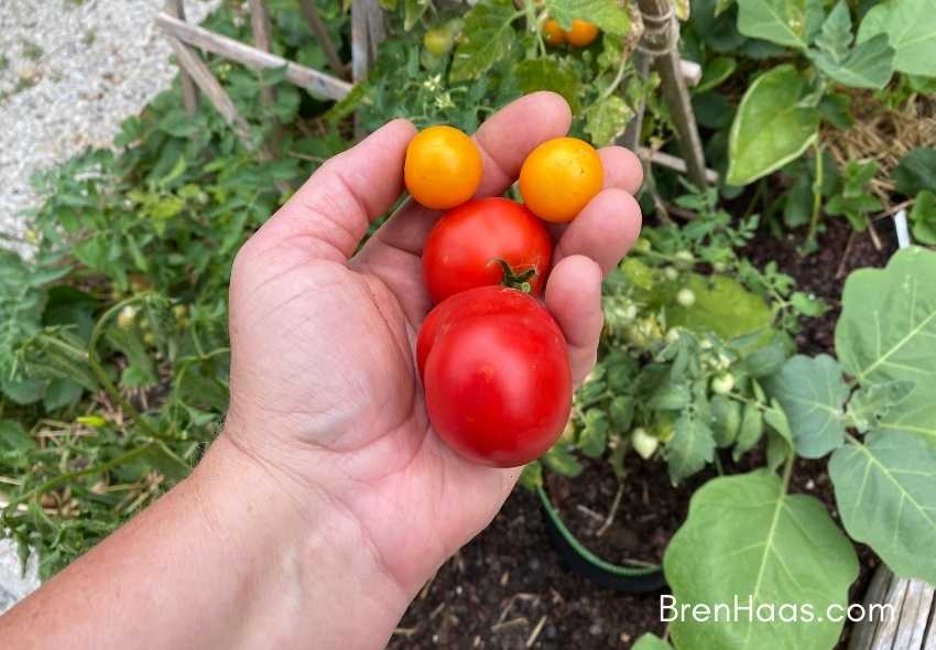 How to Start Tomato Plants From Seed