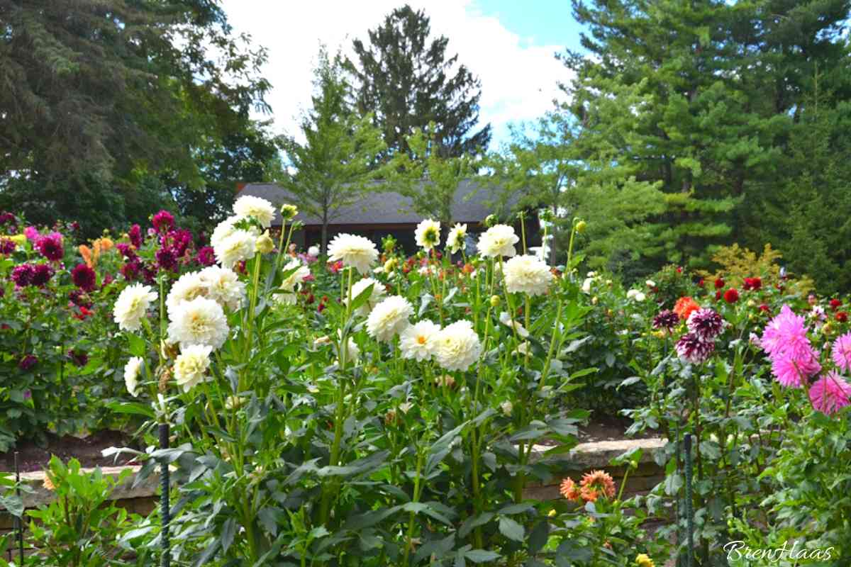 Planting Dahlias in Your Summer Landscape