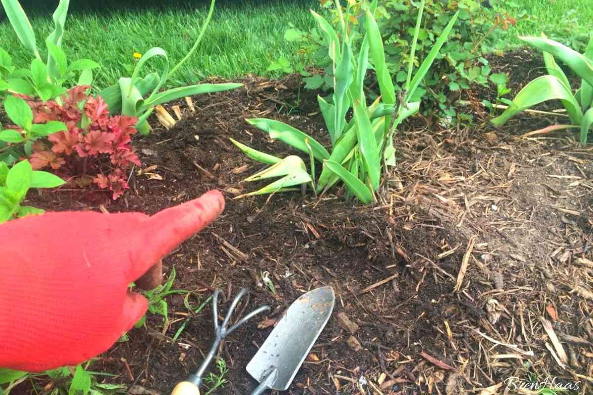 Strategically planting Dahlias in the Landscape
