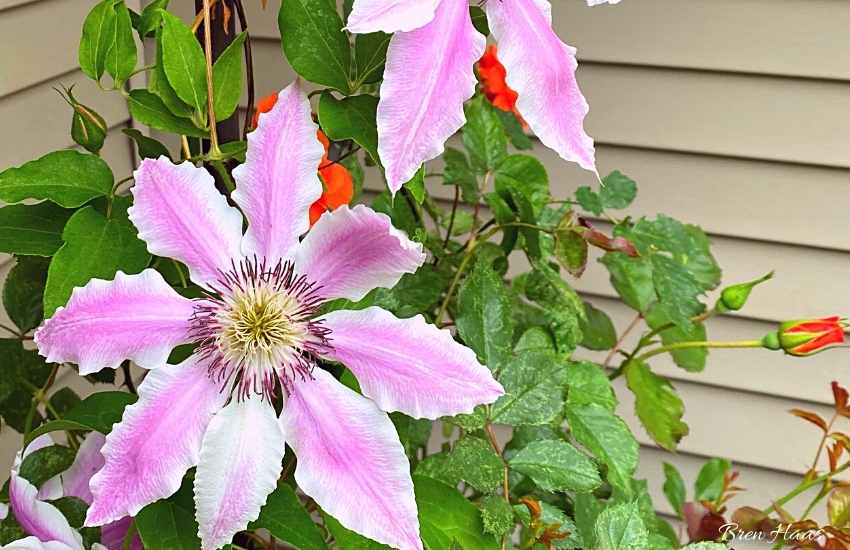 Spring Planting Ideas Featuring Clematis and Roses