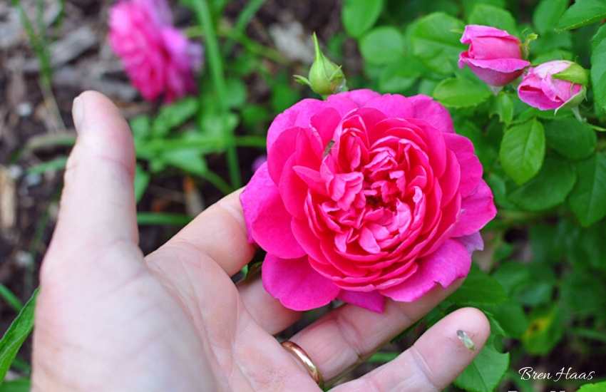 Tips That Make Rose Gardening Fun and Easy