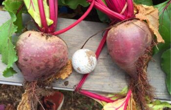 beets and golf ball