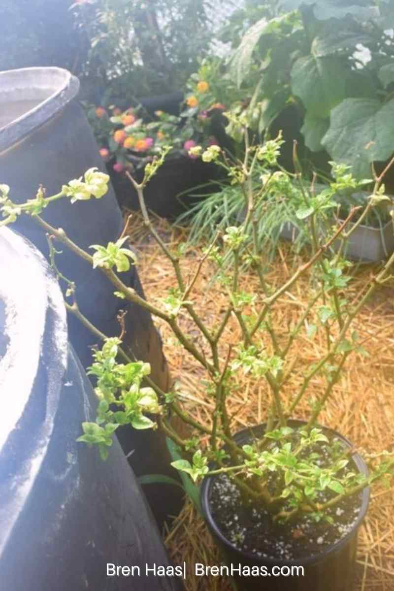 Pepper Plant | carolina reaper putting on new leaves from winter