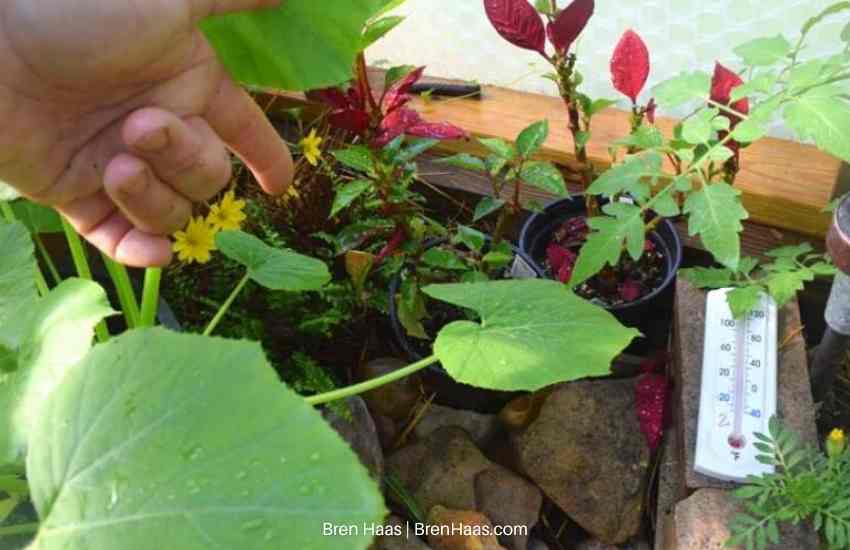 Squash and Poinsettia in dome june