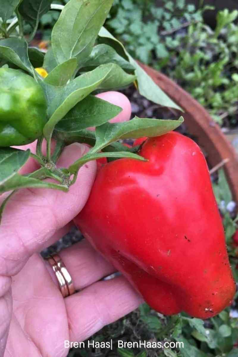 red pepper growing in the june dome greenhouse