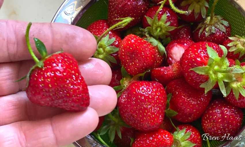 Quinault Strawberries From My Garden