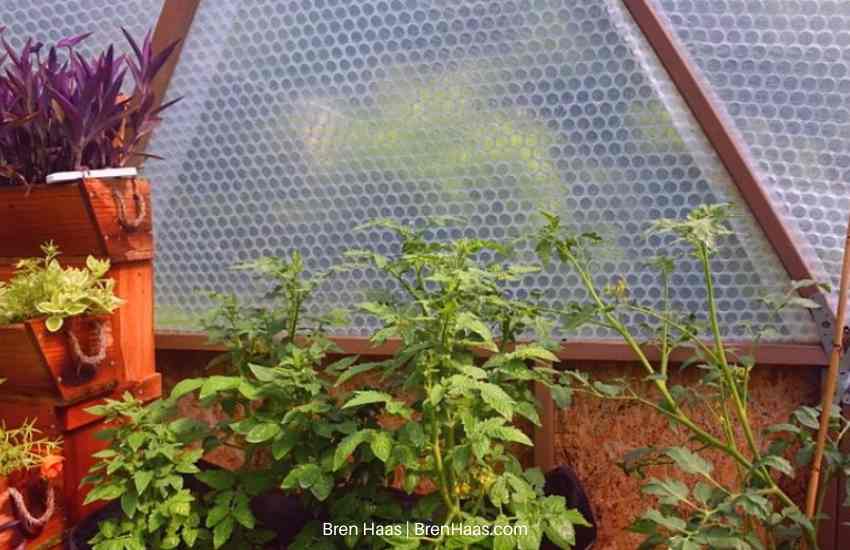 tomatoes new growth reading for the window panel