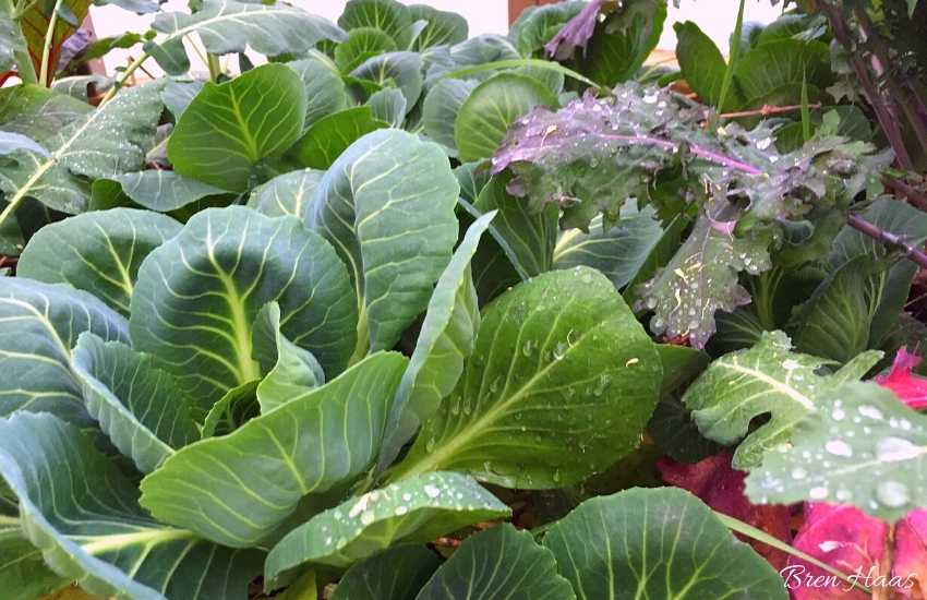 What Variety of Cabbage to Bring To The Dinner Table