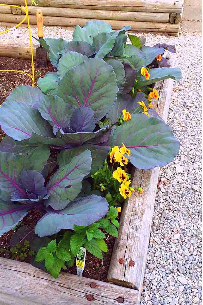 cabbage border in raised bed