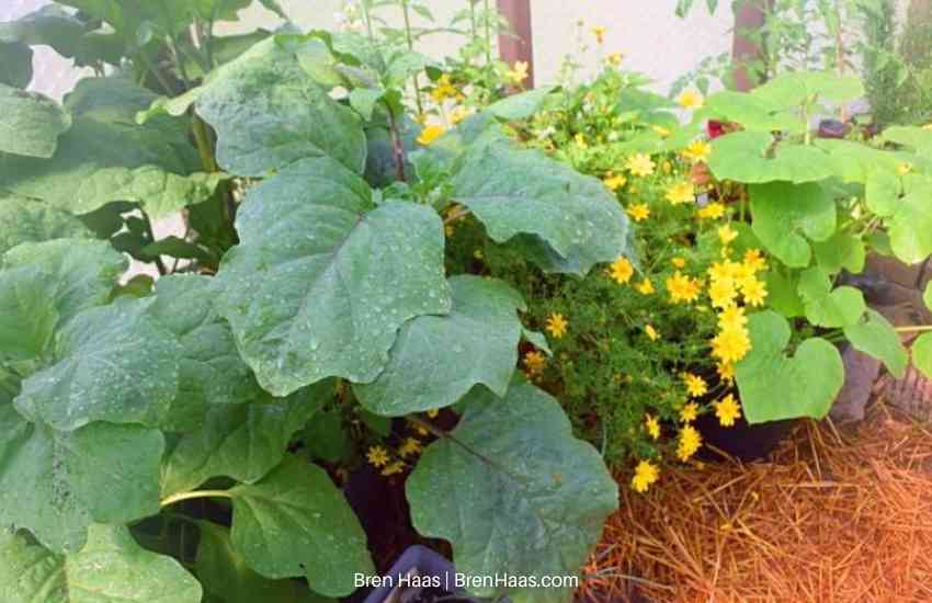 Long Purple Eggplant Growing in the Dome Greenhouse