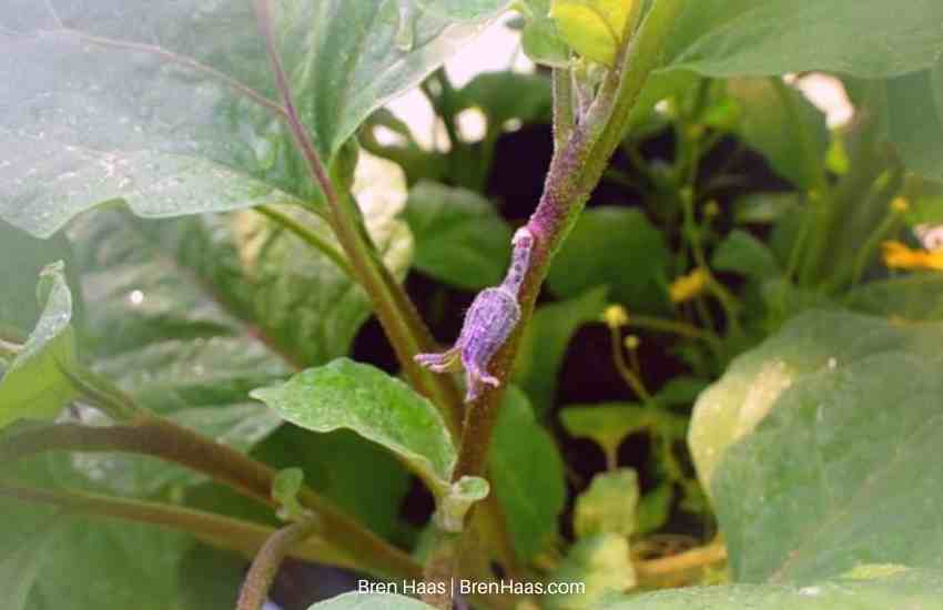 eggplant bud in the greenhouse dome