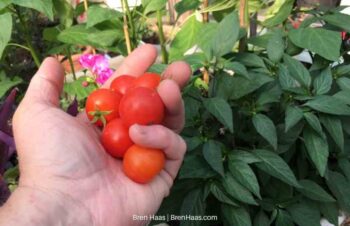 Harvest Healthy Red Handful in June Dome Garden