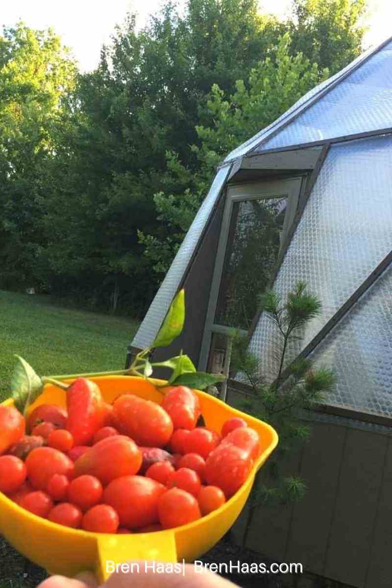 harvest from the dome in June | Grape Size Tomatoes