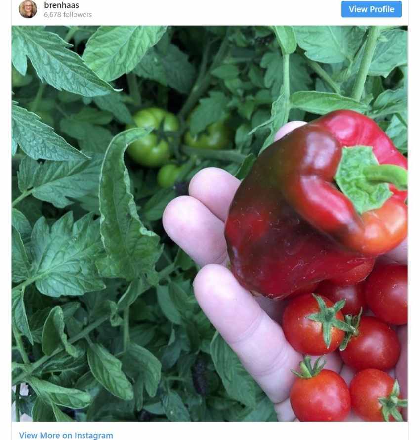 Peppers and tomatoes on Instagram