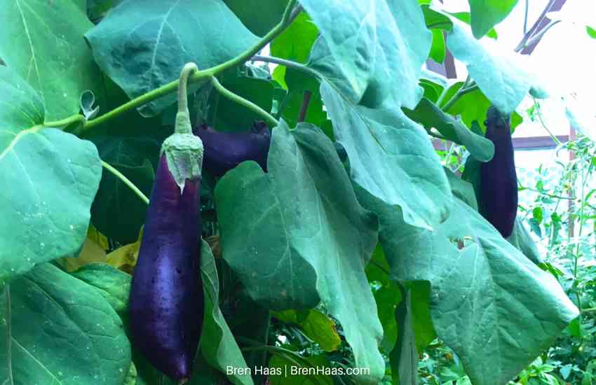 long purple eggplant harvest