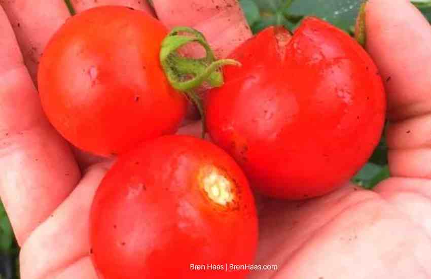 red racer tomato harvest