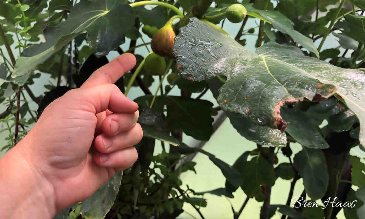 Growing and Harvesting from My Very Own Chicago Hardy Fig Tree