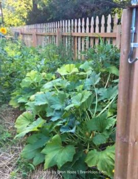 Squash Fence Row