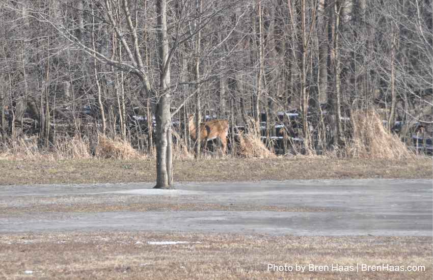 deer in front woodline