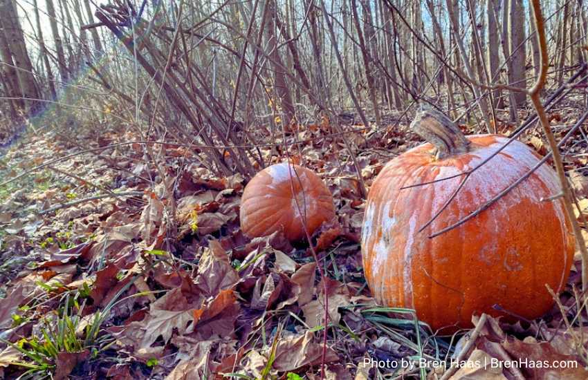 Pumpkin in Autumn