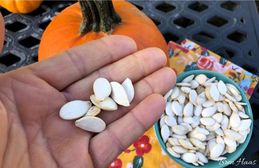 Roasted Pumpkin Seed Recipe