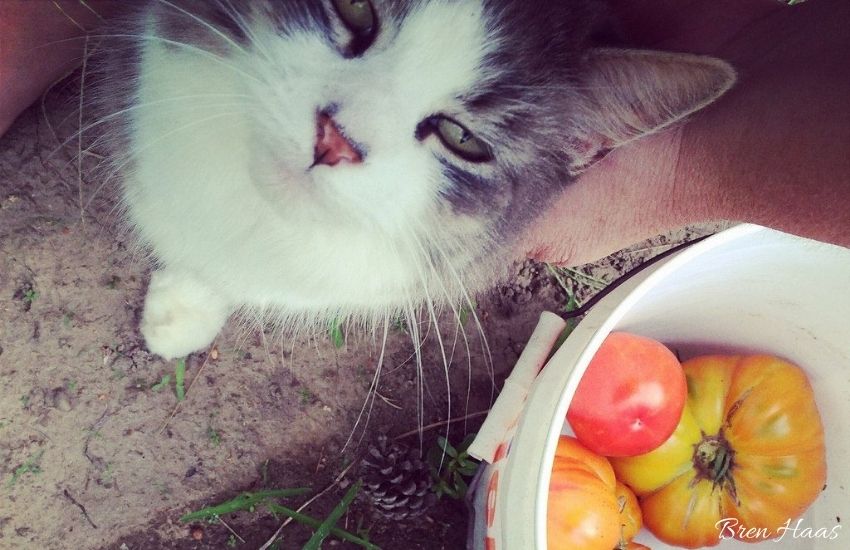 grace kitty helping me pick tomatoes