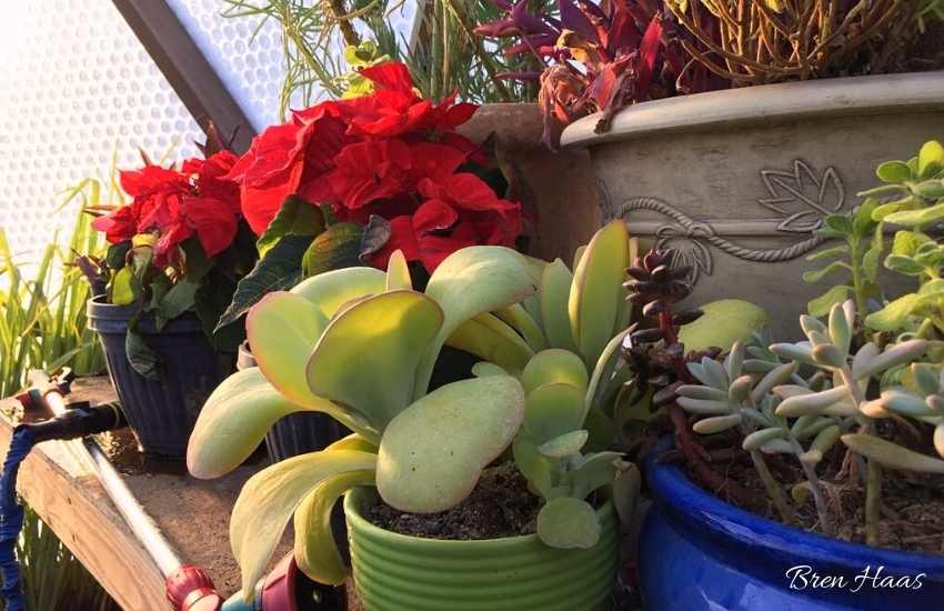 houseplants on succulent shelf