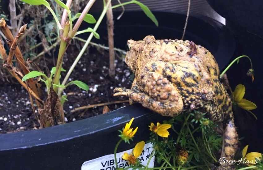 Toad in the Dome Garden Winter Home