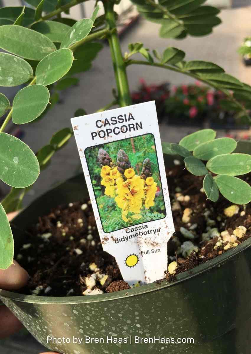 tag for the Cassia Popcorn Plant