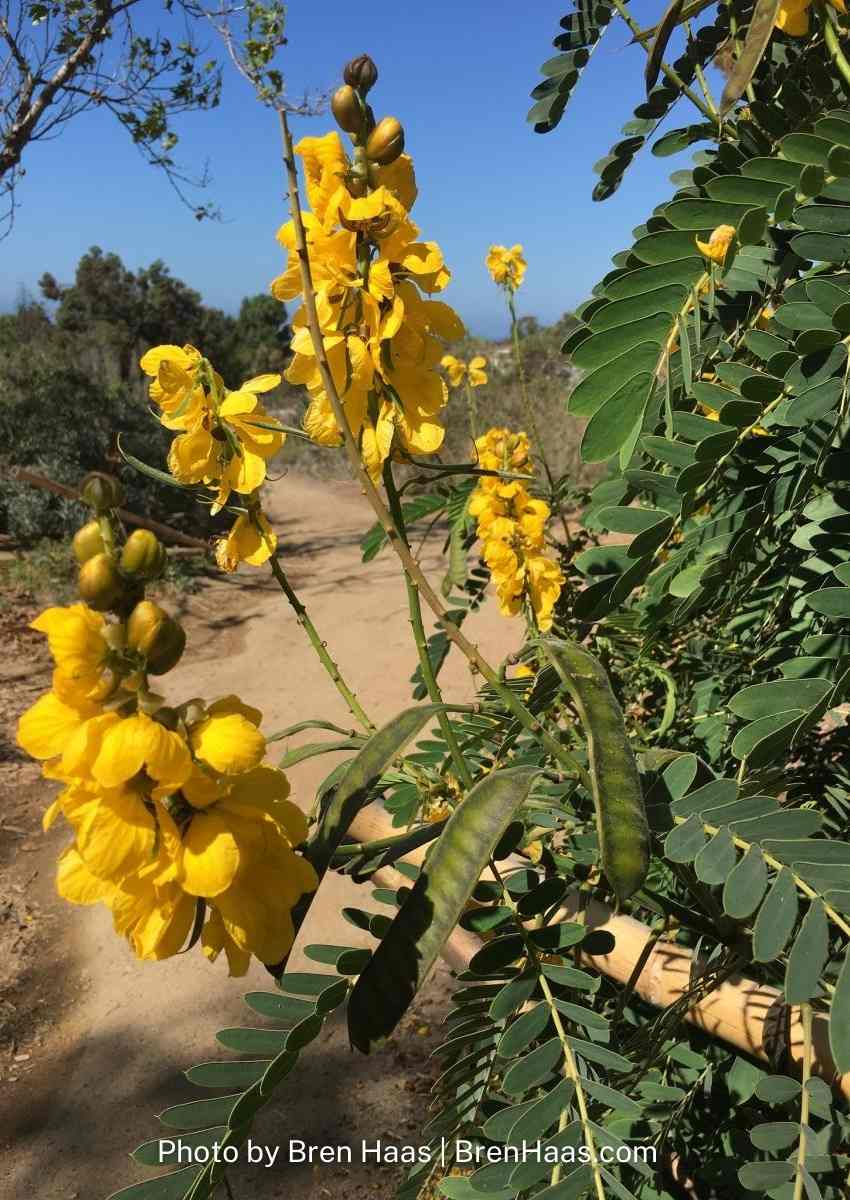 popcorn Plant in California