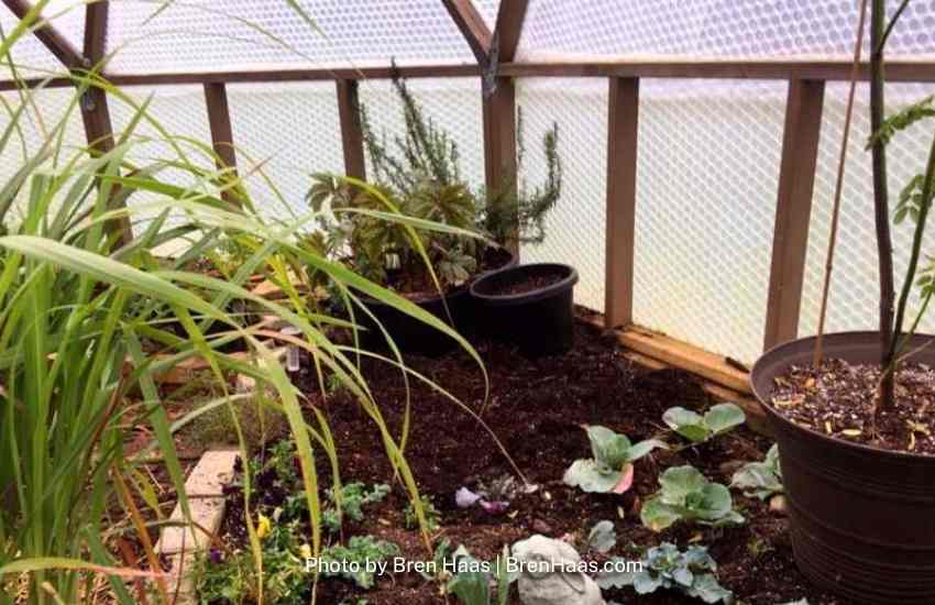 Planting in Ground Dome