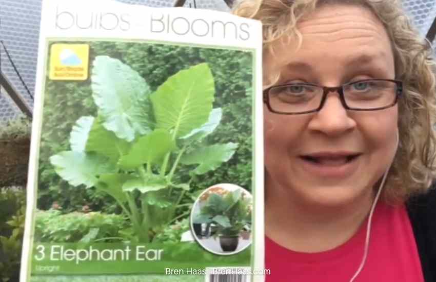 upright elephant ear package review